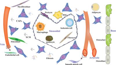 Cancer-associated fibroblasts in acute leukemia